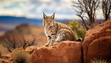 10 Tips Merawat Kucing dan Anjing Peliharaan Agar Sehat dan Bahagia