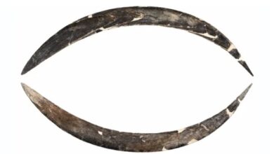 Bumerang Gading Mammoth Tertua di Eropa, Berusia 40 Ribu Tahun Ditemukan