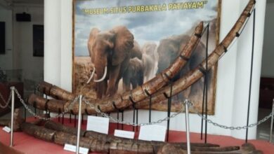 Fosil Gajah Purba Utuh Ditemukan di Patiayam, Kudus Siapkan Wisata Edukasi