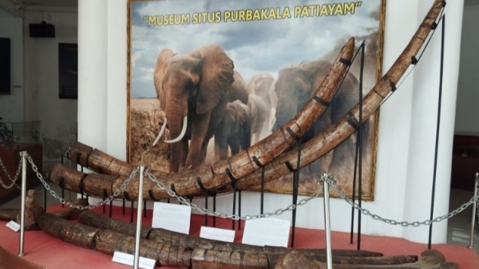 Fosil Gajah Purba Utuh Ditemukan di Patiayam, Kudus Siapkan Wisata Edukasi