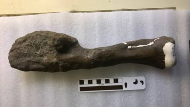 Ilmuwan Temukan Kanker pada Dinosaurus, Opsi Selamatkan Nyawa Manusia?