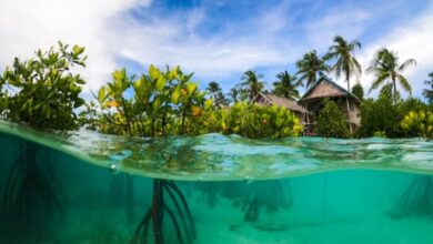 Tarif Capai Puluhan Juta, 6 Resort Mewah Raja Ampat Favorit Para Sultan