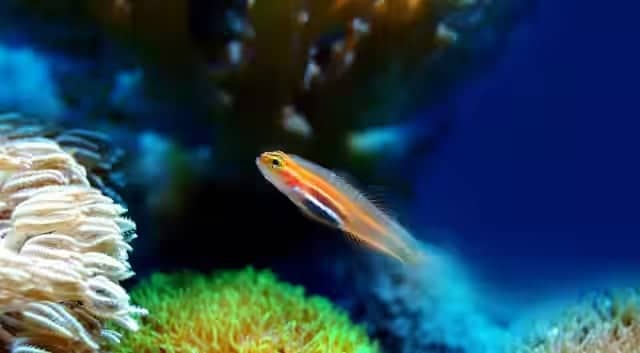 60 Spesies Baru Ditemukan di Bawah Laut Pulau Paskah, Temuan Menakjubkan