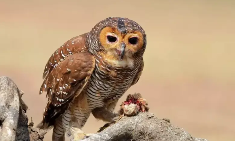 7 Hewan Berkepala Besar Paling Unik di Dunia yang Harus Diketahui