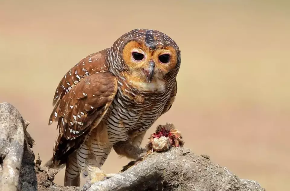 7 Hewan Berkepala Besar Paling Unik di Dunia yang Harus Diketahui