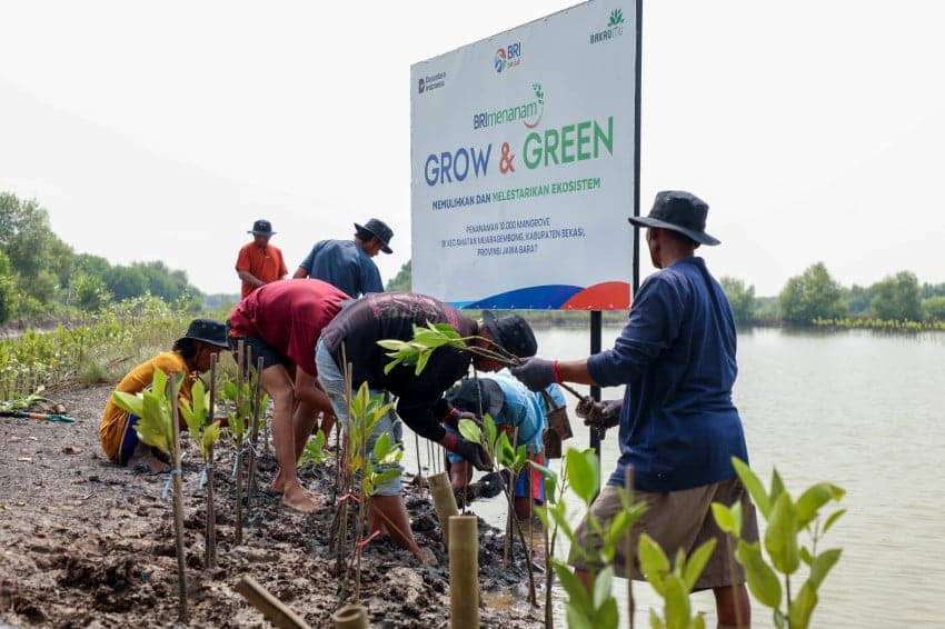 BRI Libatkan Petani Lokal dan UMKM dalam Proyek Rehabilitasi Mangrove Muara Gembong