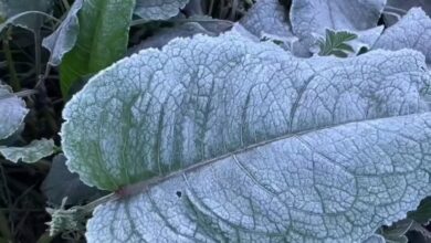 Dua Wajah Embun Upas Bromo: Anugerah Wisata dan Tantangan Petani Tengger