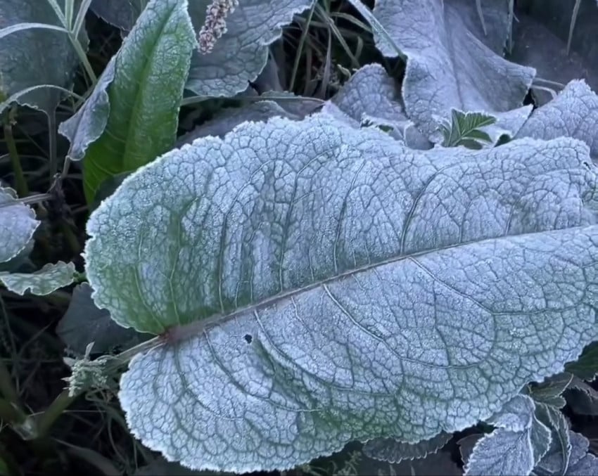 Dua Wajah Embun Upas Bromo: Anugerah Wisata dan Tantangan Petani Tengger