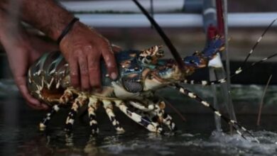 Harta Karun Papua: Temukan 7 Spesies Baru Lobster Air Tawar, Terungkap Pusat Evolusi