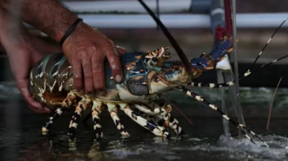 Harta Karun Papua: Temukan 7 Spesies Baru Lobster Air Tawar, Terungkap Pusat Evolusi