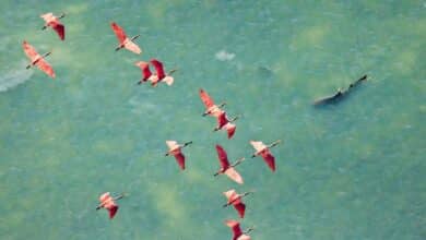 Jawara Kontes Foto Mangrove 2025: Banyak Pemenang dari Indonesia