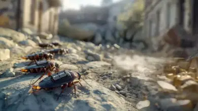 Jerman Berencana Gunakan Kecoak Sebagai Mata-Mata Perang Modern