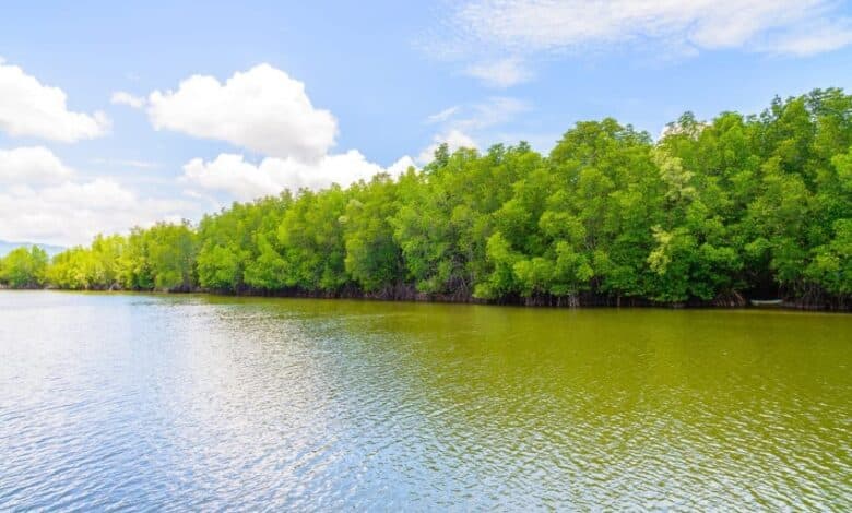 Mangrove Indonesia: Garda Terdepan Mitigasi Perubahan Iklim Global