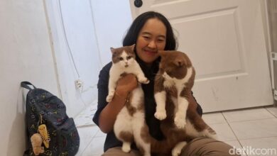 Pekerjaan Unik: Menemukan Pengasuh Biasa dengan Keahlian Luar Biasa!