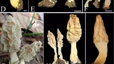 Peneliti BRIN Temukan Spesies Jamur Morel Baru di Rinjani, Temuan Penting!