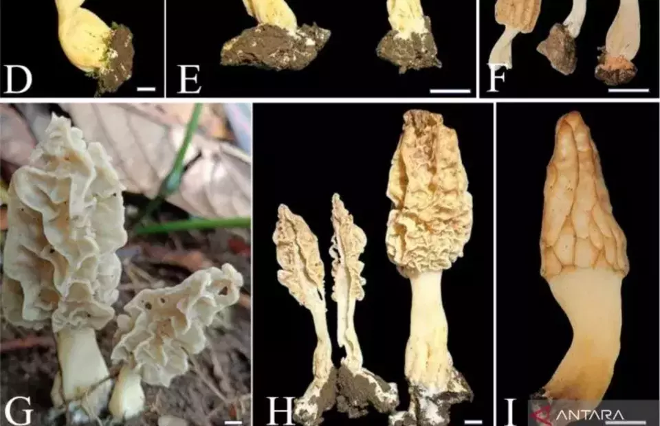 Peneliti BRIN Temukan Spesies Jamur Morel Baru di Rinjani, Temuan Penting!