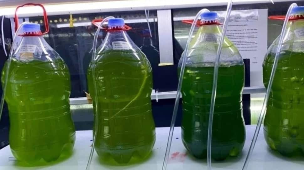 Peneliti UGM Ubah Limbah Peternakan Menjadi 'Harta Karun' Hijau yang Berkelanjutan