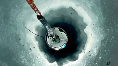 Penemuan Menarik: Makhluk Mirip Lobster Ditemukan di Kedalaman Es Antartika