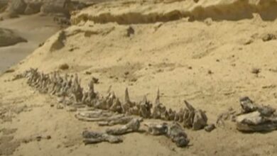 Situs Mesir Ungkap Bukti Ikan Paus Pernah Miliki Kaki dan Hidup di Darat