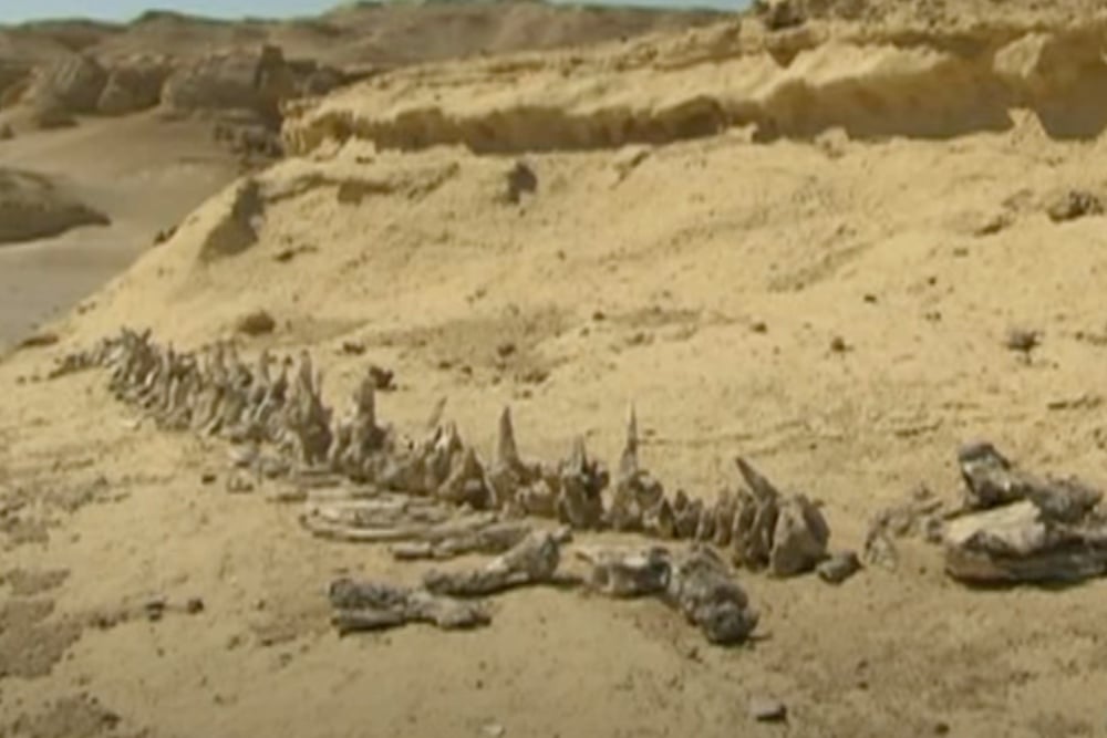 Situs Mesir Ungkap Bukti Ikan Paus Pernah Miliki Kaki dan Hidup di Darat