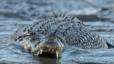 Spesies Cacing Baru Ditemukan, Bisa Melahap Buaya Utuh!