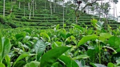 Teh Indonesia Ini Punya 'Heritage of Pride': Lebih dari Sekadar Rasa