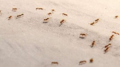 Terinspirasi Koloni Semut, 'Swarm Intelligence' Hadir dalam Teknologi Baru