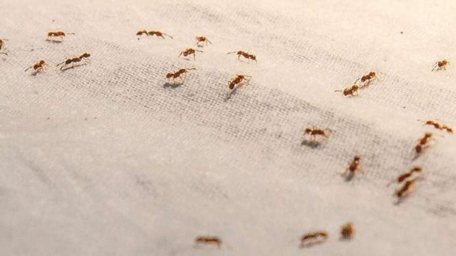 Terinspirasi Koloni Semut, 'Swarm Intelligence' Hadir dalam Teknologi Baru