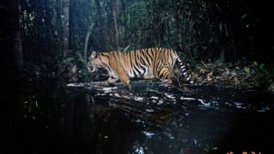 10 Spesies Hewan Terancam Punah di Dunia, Terbanyak Berada di Indonesia