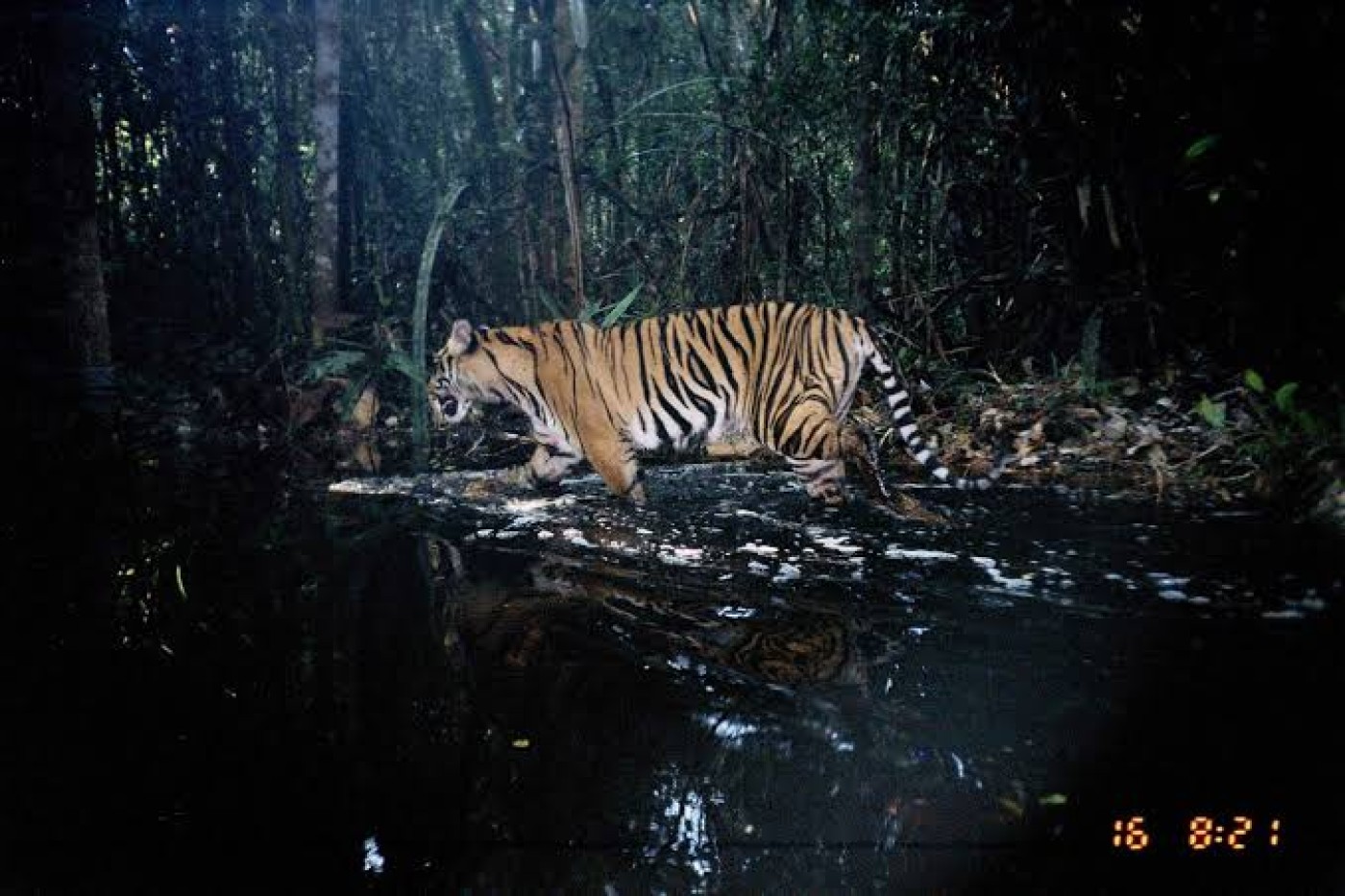 10 Spesies Hewan Terancam Punah di Dunia, Terbanyak Berada di Indonesia