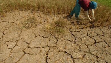 BMKG: 48% Wilayah Indonesia Masuk Musim Kemarau, Waspada Dampaknya!