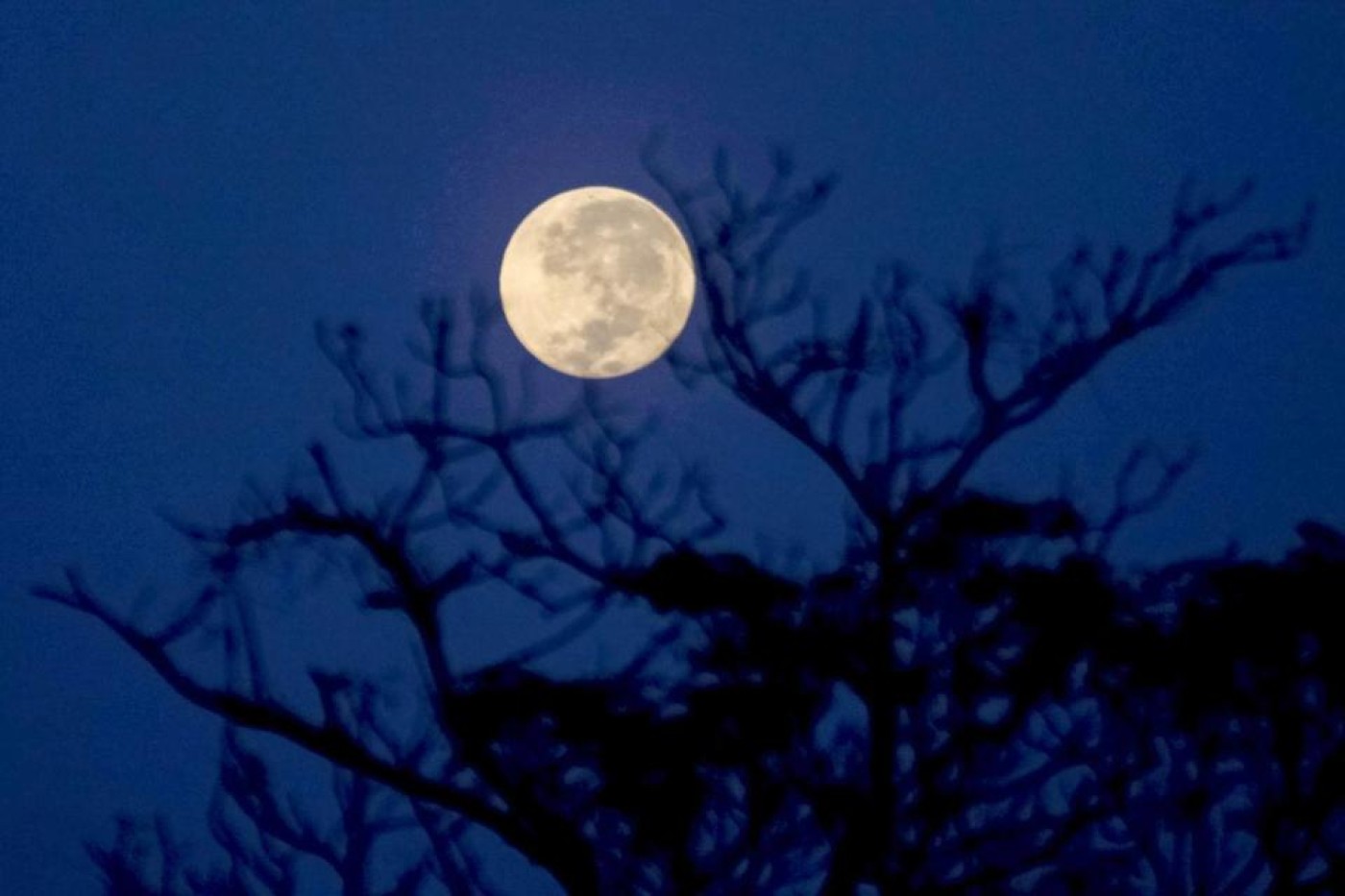Bulan Purnama Sturgeon Moon Malam Ini, Bisa Ganggu Tidur Manusia - Butota.id