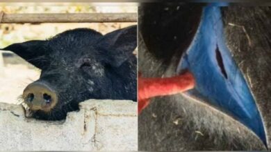 Daging Babi Terindikasi Zat Seperti Racun Tikus, Berubah Jadi Biru