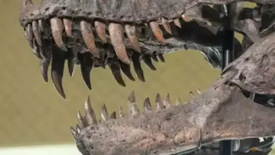 Data Terbaru Ungkap T-Rex Memiliki Kekuatan Gigitan Tertinggi di Dunia