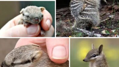 Deretan Hewan Unik di Dunia yang Jarang Diketahui dan Menarik untuk Dijelajahi