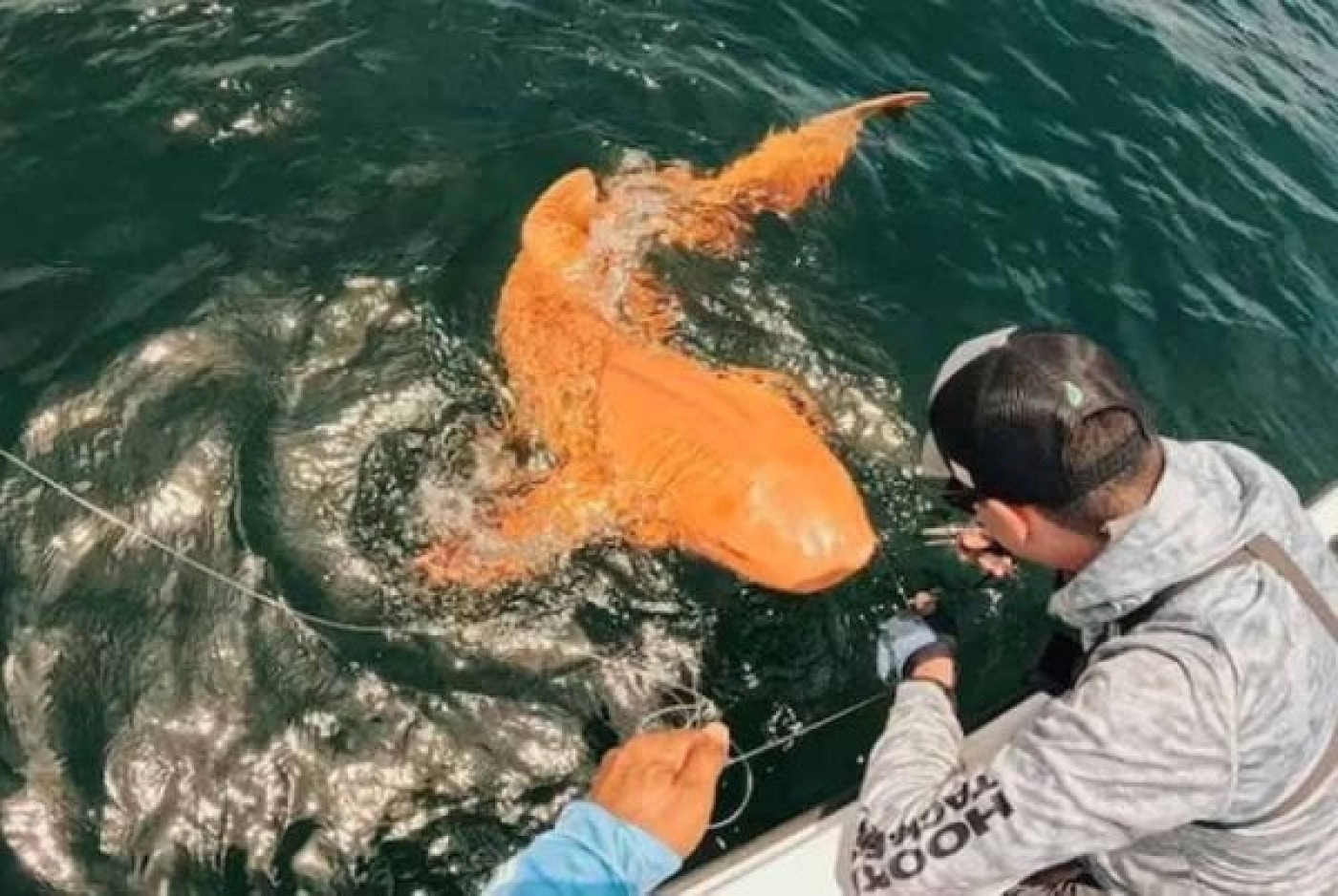 Hiu Berwarna Oranye Pertama di Dunia Ditemukan: Ini Penampakannya