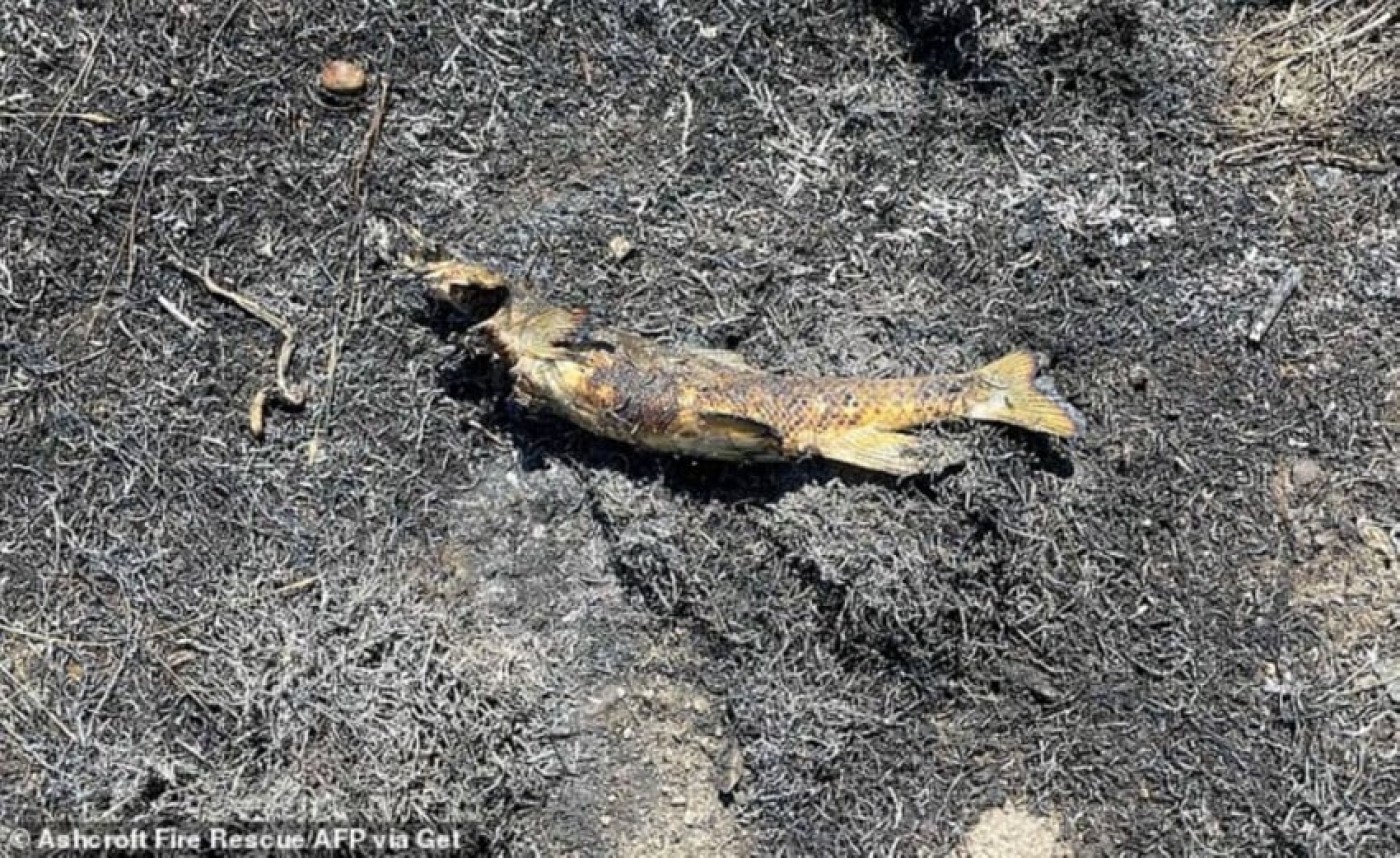 Ikan Jatuh dari Langit Picu Kebakaran Hutan? Inilah Faktanya!