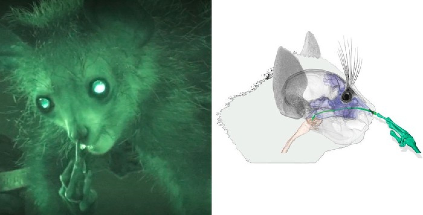 Ilmuwan Selidiki Perilaku Hewan Primata yang Ketahuan Mengupil di Alam Liar