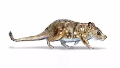 Ilmuwan Temukan Fosil Mamalia Berusia 74 Juta Tahun di Lokasi Bersejarah