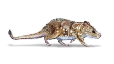 Ilmuwan Temukan Fosil Mamalia Terkecil Berusia 74 Juta Tahun di Situs Baru