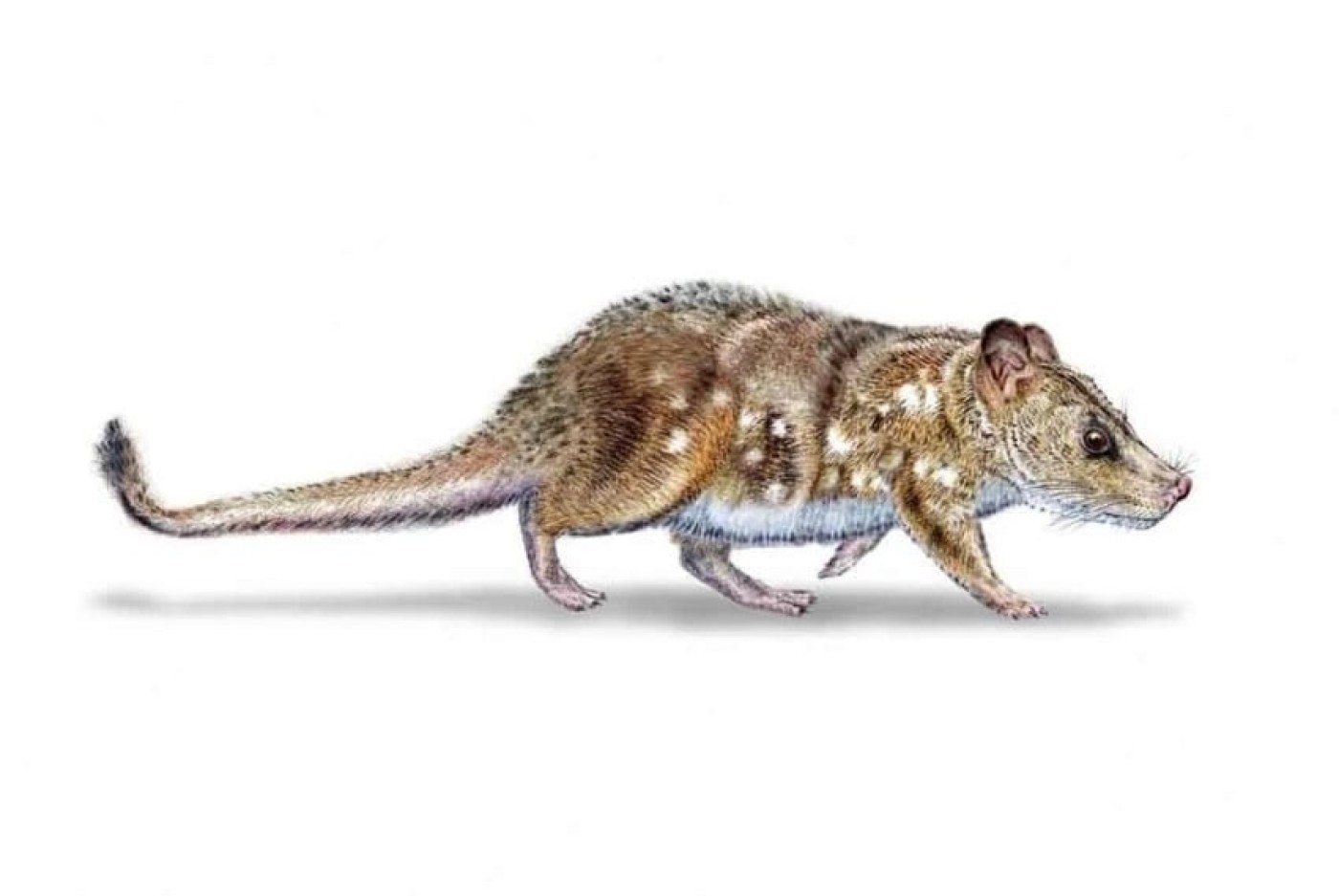 Ilmuwan Temukan Fosil Mamalia Terkecil Berusia 74 Juta Tahun di Situs Baru
