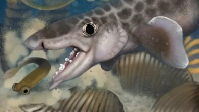 Ilmuwan Temukan Makhluk Tak Dikenal di Gua Terpanjang Dunia di Meksiko