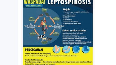 Kasus Leptospirosis Meningkat Pesat di Klaten, Perhatian 2025 Diperlukan