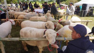 Kontes Domba Batur Sukses Meriahkan Dieng Culture Festival 2025
