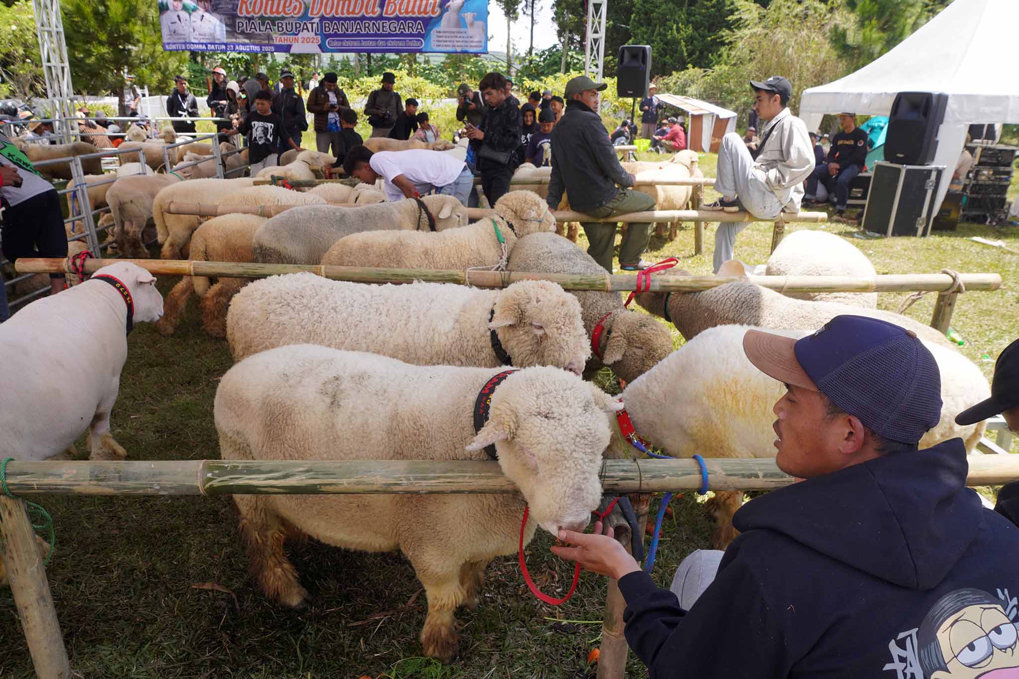 Kontes Domba Batur Sukses Meriahkan Dieng Culture Festival 2025