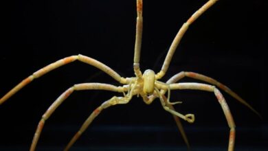 Laba-laba Laut Ternyata Bertahan Hidup Berkat Bakteri Pemakan Metana