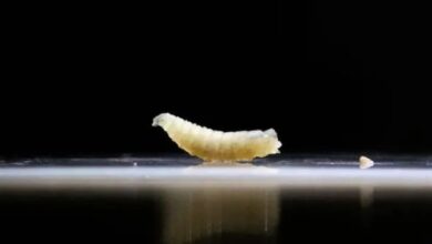 Parasit Pemakan Daging Manusia Meneror Warga Amerika Serikat: Apa Sebabnya?