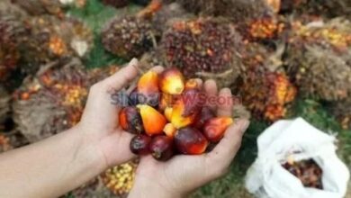 Pemilihan Mitra KSO Diminta Hati-hati: Produktivitas Sawit Jadi Taruhan