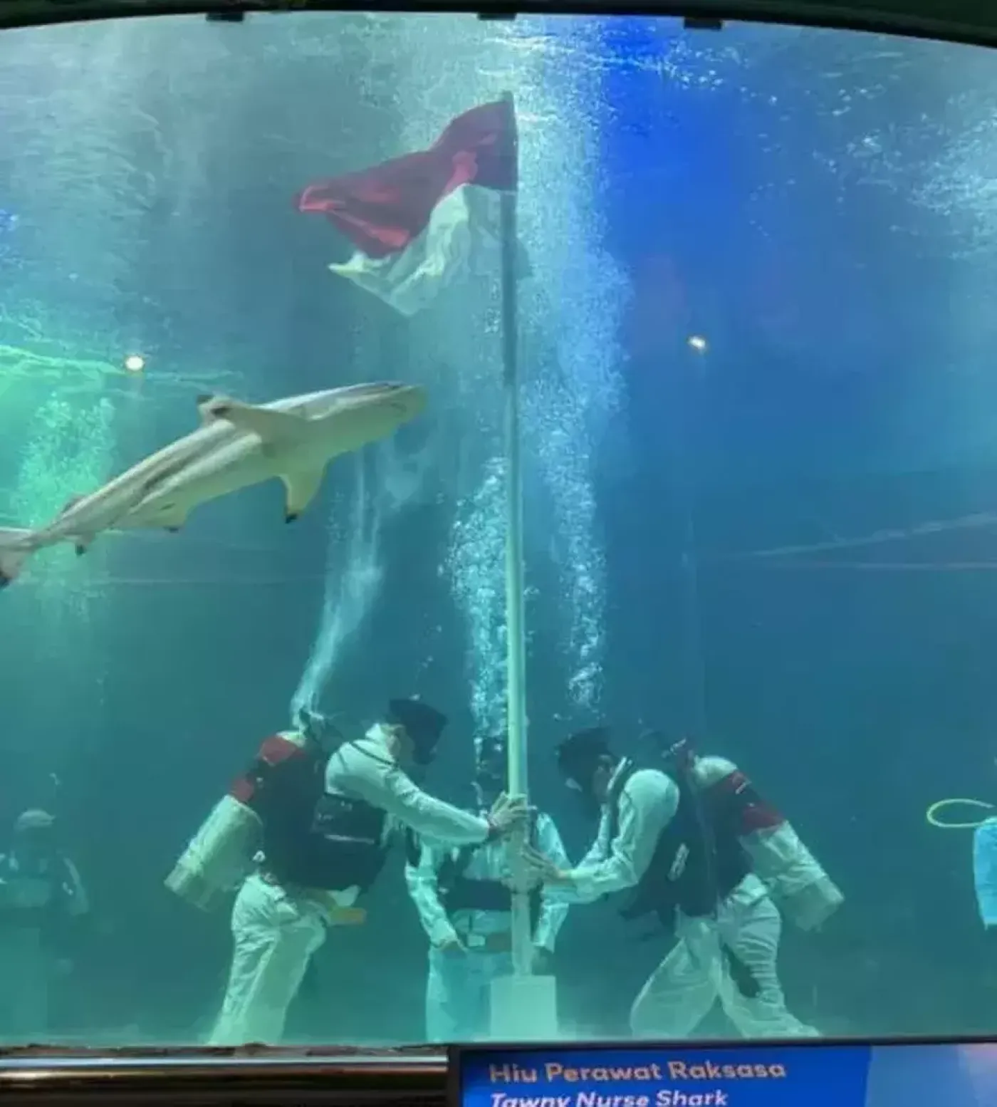 Ruben Onsu Kibarkan Bendera Merah Putih di Kolam Dipenuhi Hiu