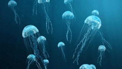 Serangan Ubur-Ubur Paksa Penutupan Pembangkit Listrik Tenaga Nuklir Prancis